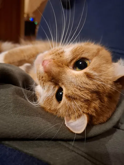 No brain in her head, just :3