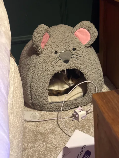 Why does she sleep near me but never on me, and yet never leaves my side like a shadow?