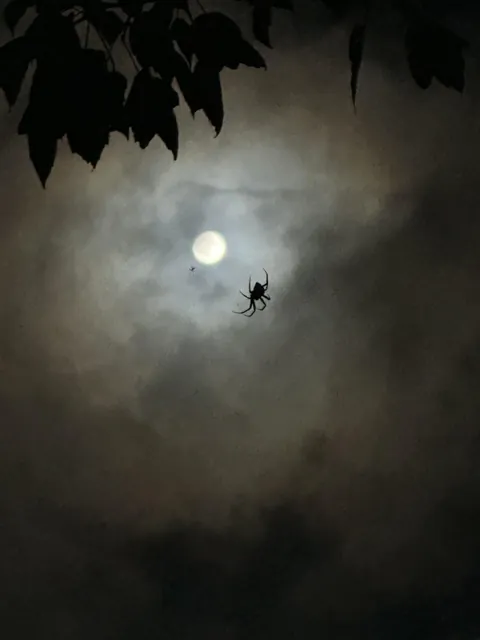 Spider, by chronakota (me), photography, 2024