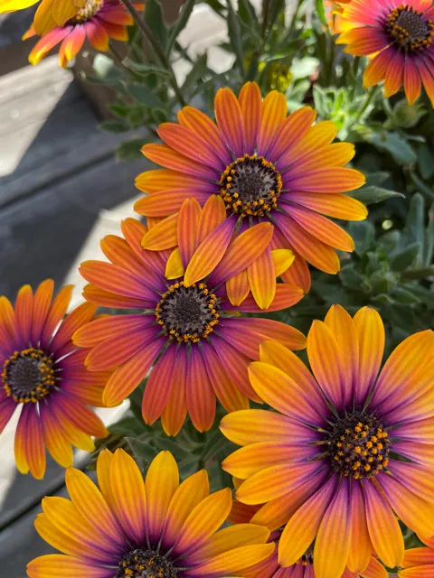 My flowers are holding hands 🥺