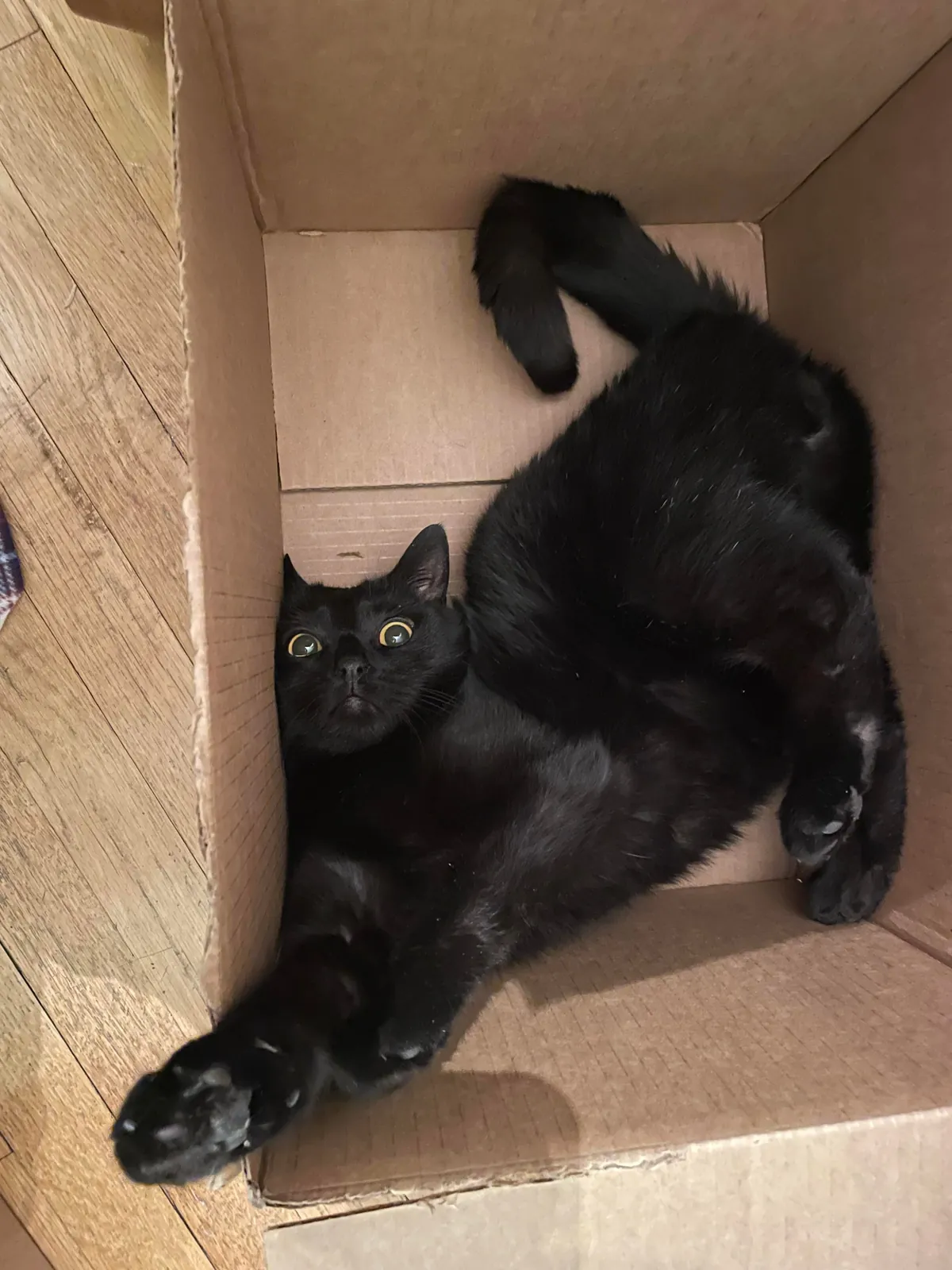 I was breaking up cardboard boxes and Freddy did this.