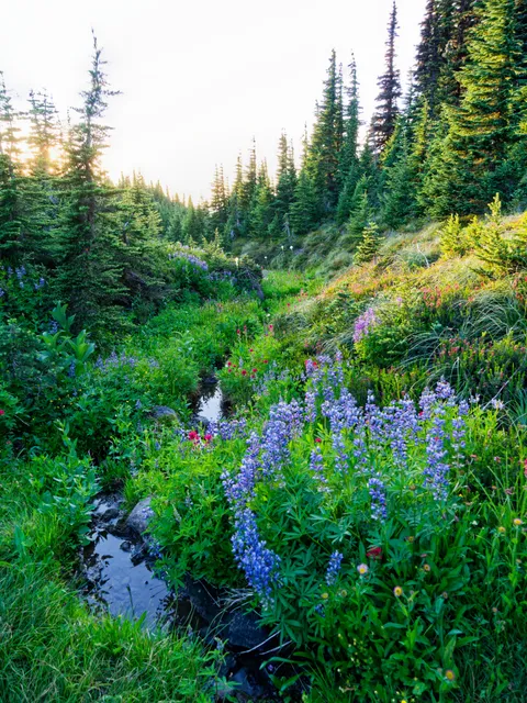 Wildflowers along a small stream in the Mount Hood Wilderness. [OC][3000x4000]