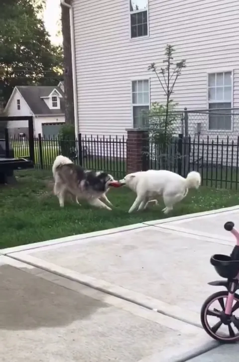 Cant stop watching dogs play to the beat of the music