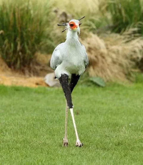 🔥🔥 The Secretary Bird, native to sub Saharan Africa, is known for its deadly kicks, which it uses to kill the venomous snakes it feeds on