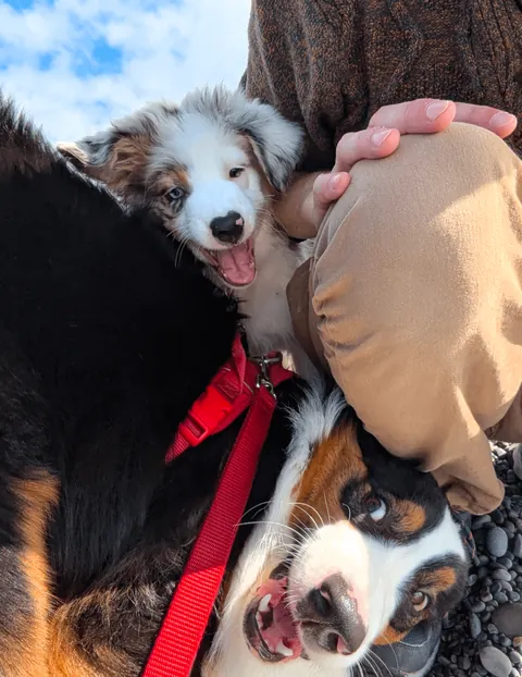 Chaotic duo derping in stereo