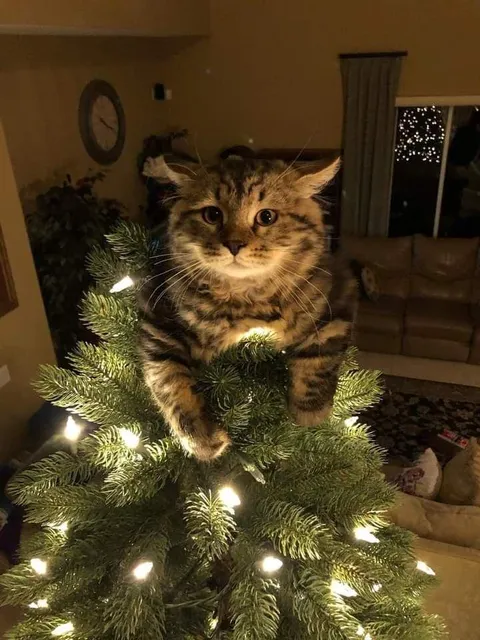 Meet the new star of the tree! 🎄✨