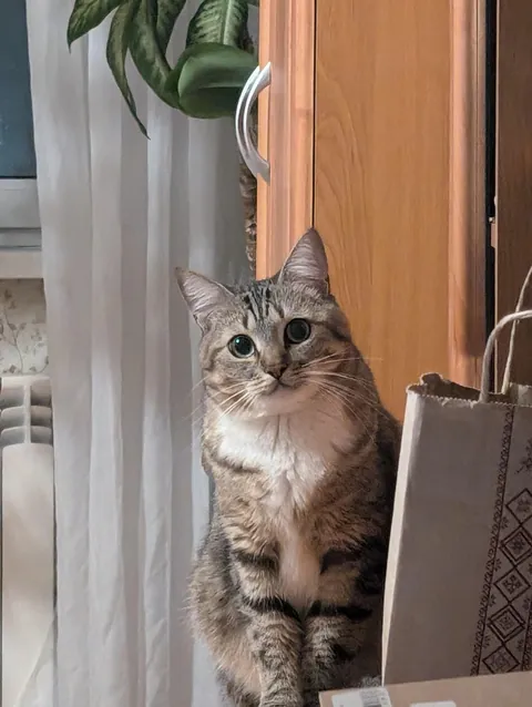 Hello reddit, meet my cat Seva, he is a very sweet and affectionate cat and he REALLY loves play❤️