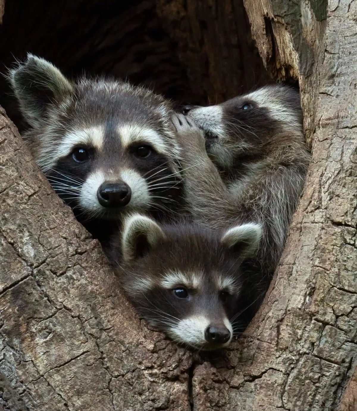 🔥 The Nikon Comedy Wildlife Awards 2024