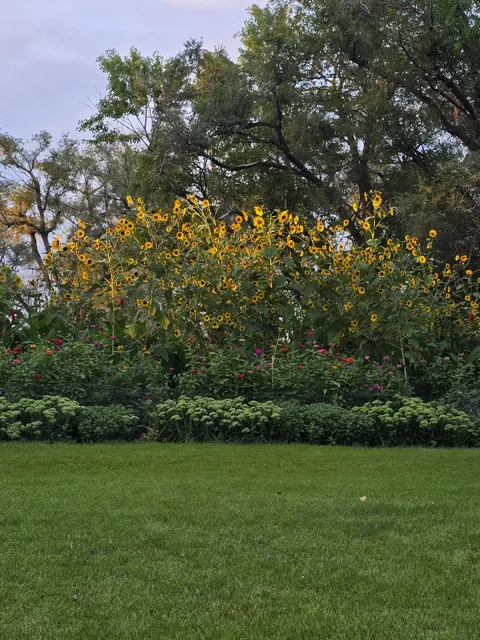 Last summer, we decided to leave most of the wild sunflower seed from the birdfeeders grow.