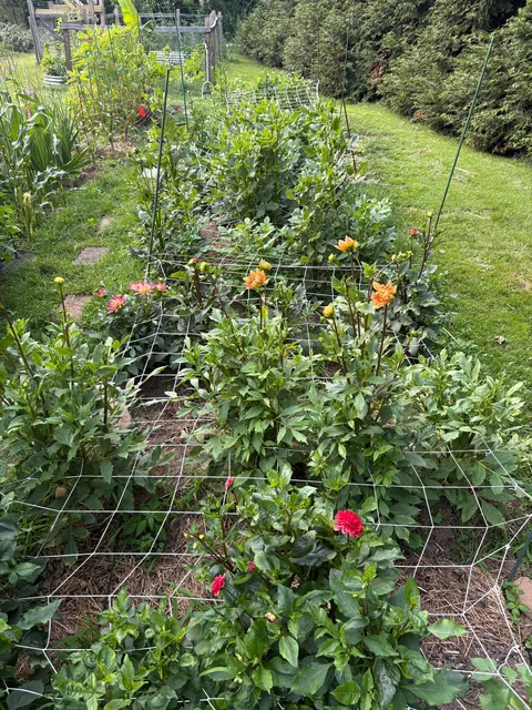 First year flower farm update