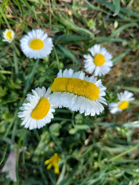 Found this mutated daisy today