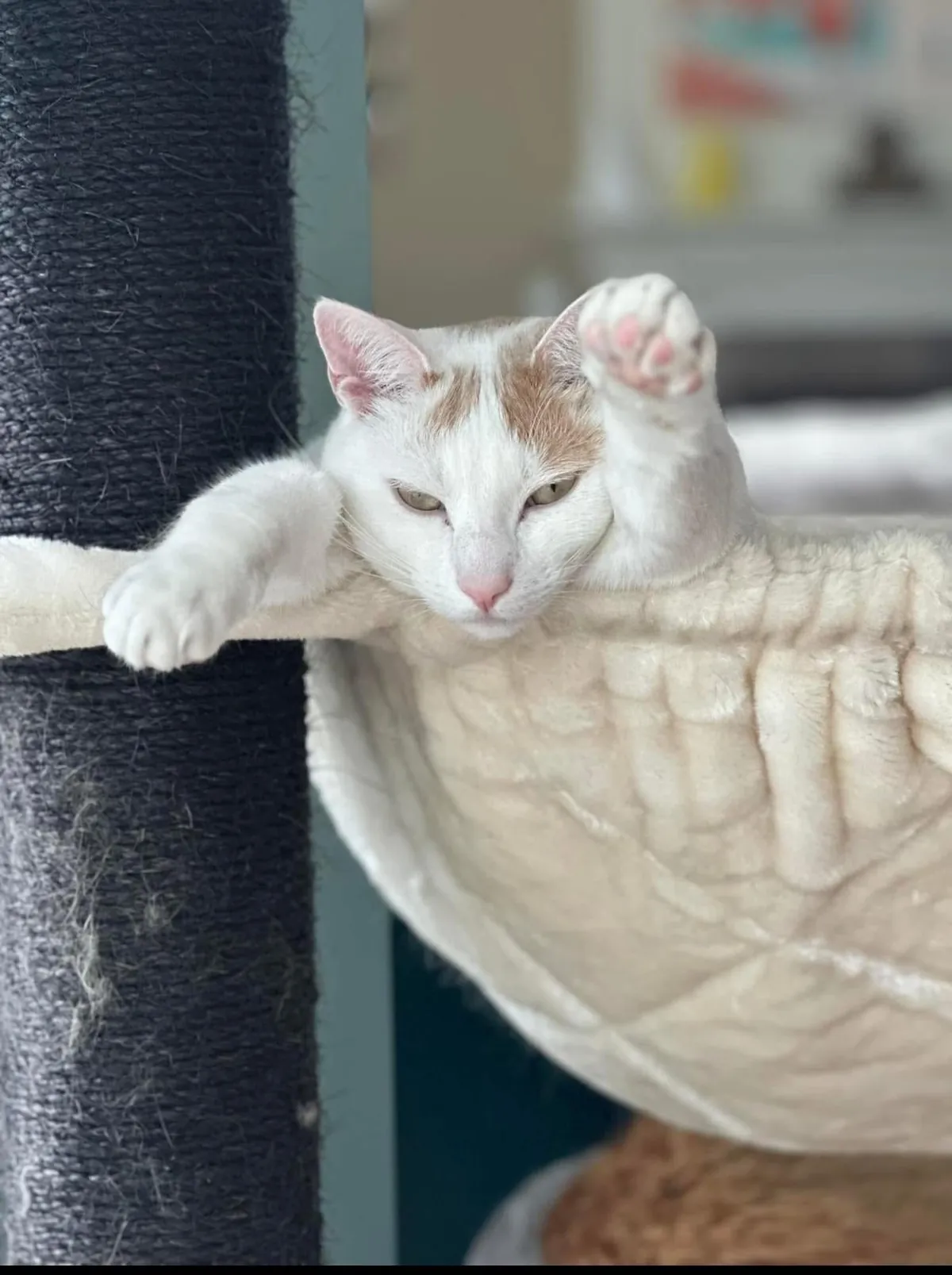 my cat sits like this for hours…