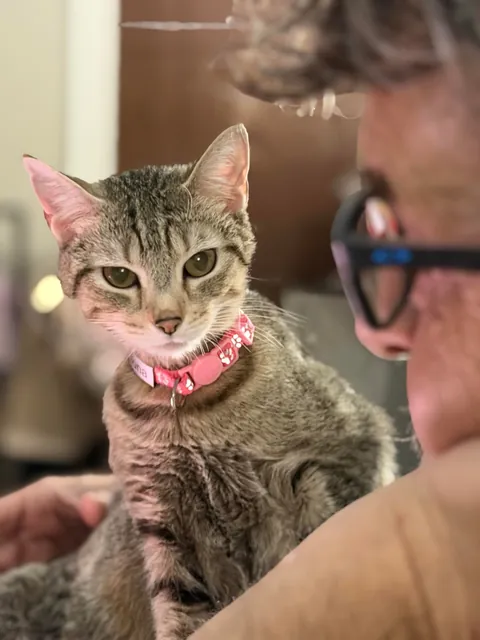 Full Blown Crazy Cat Lady