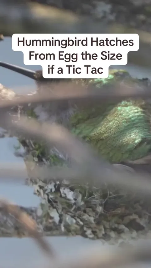 A guy captures the moment a hummingbird hatches from it's egg
