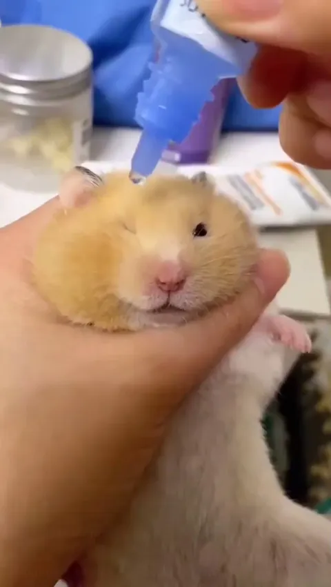 A hamster getting eye drops.