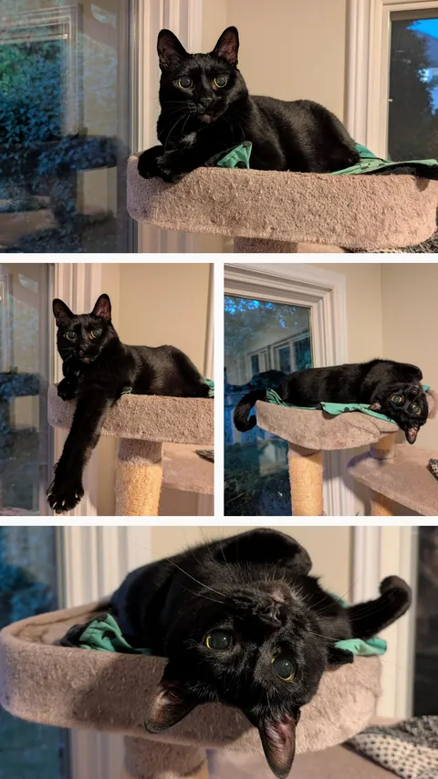 Our kitty this am after getting home from night shift &amp; walking the dogs. I can't handle her face 😻