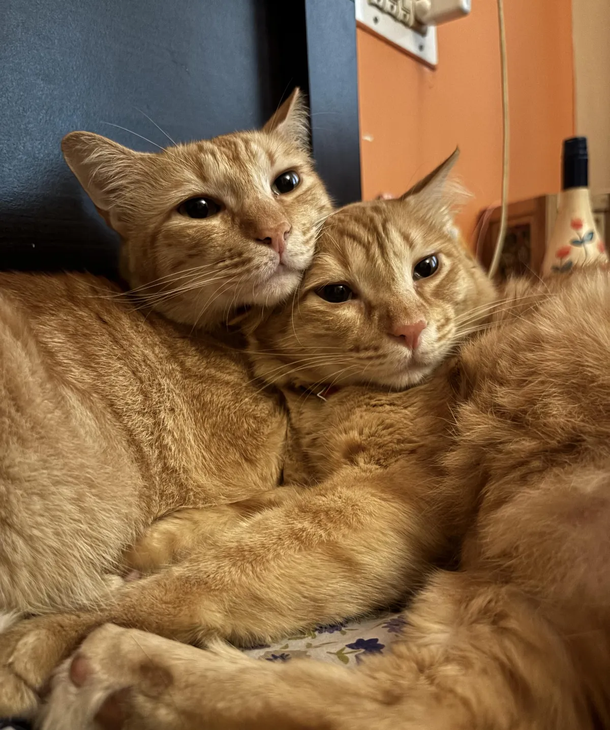 My cinnamon roll babies Sushi &amp; Cheeto