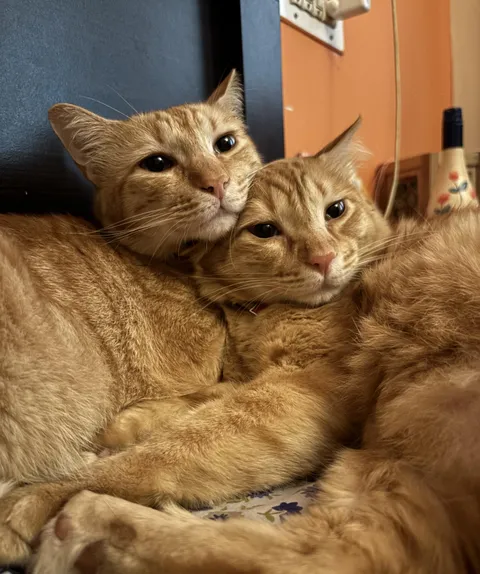 My cinnamon roll babies Sushi &amp; Cheeto