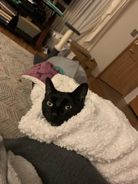 Cat burrito 
