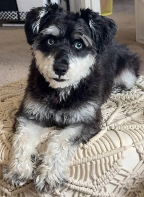 My friend shaved his schnauzer’s face and I don’t like it