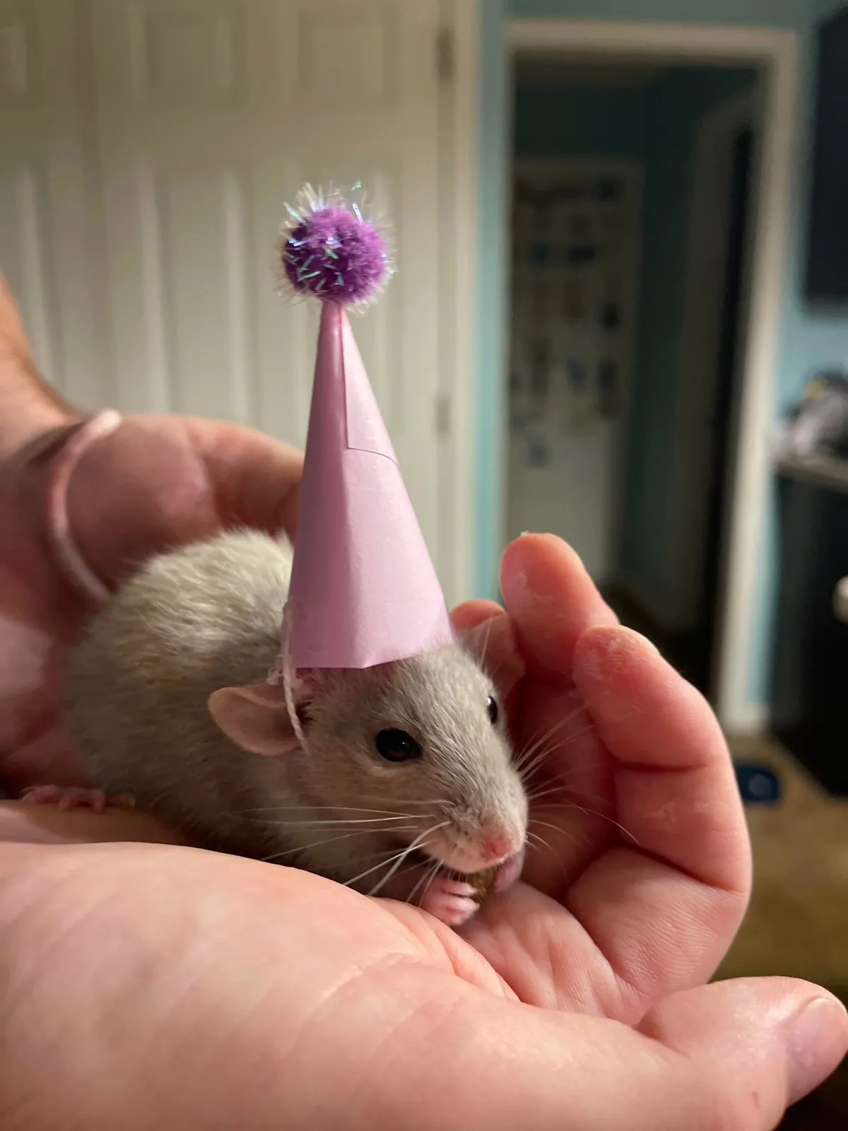 I Made a Tiny Party Hat and Put it on my Rat, Biscuit!