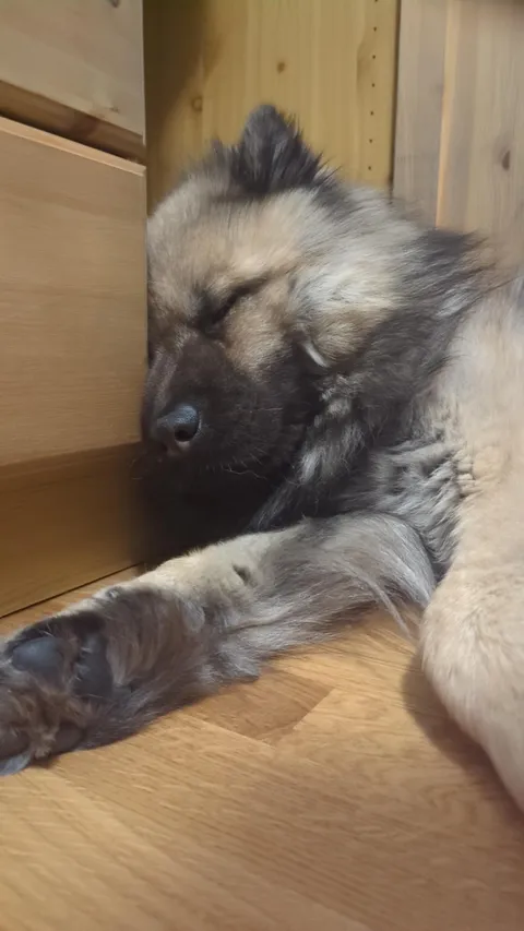 He has a bed, but this is the preferred spot