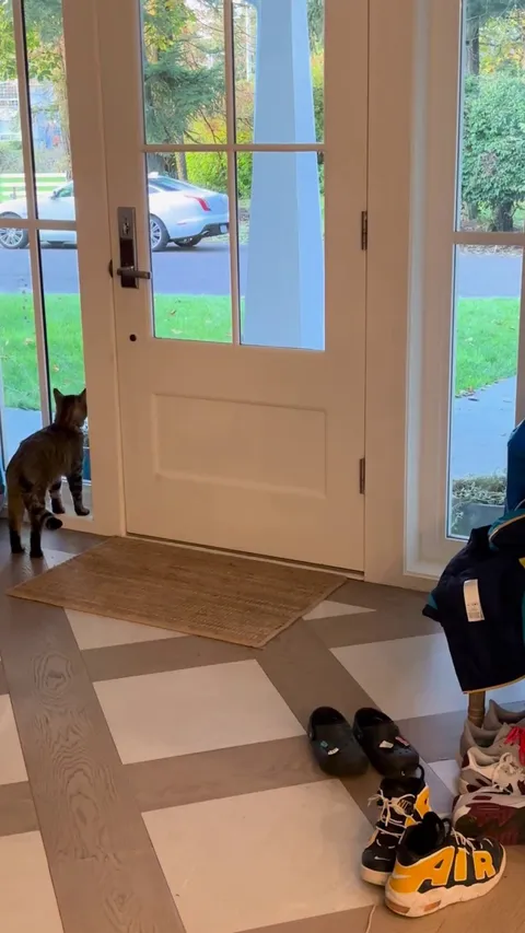 My cat lets himself out 