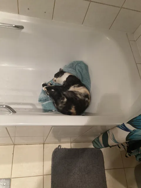 I refused to give her some dog food, so she decided to go live to the bathroom (she took the towel by herself, by the way).