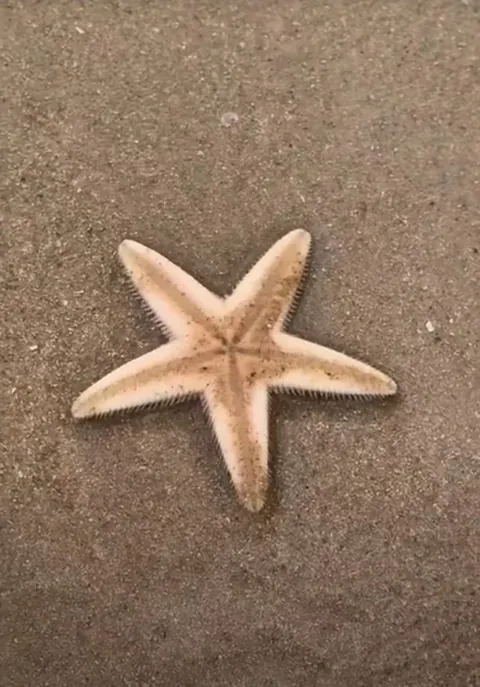 🔥 Starfish burying itself slowly in the sand