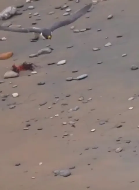 🔥 This fox dodges a falcons capture 3 seperate times