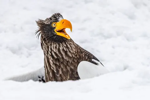 🔥 19 images from the Comedy Wildlife People's Choice Awards