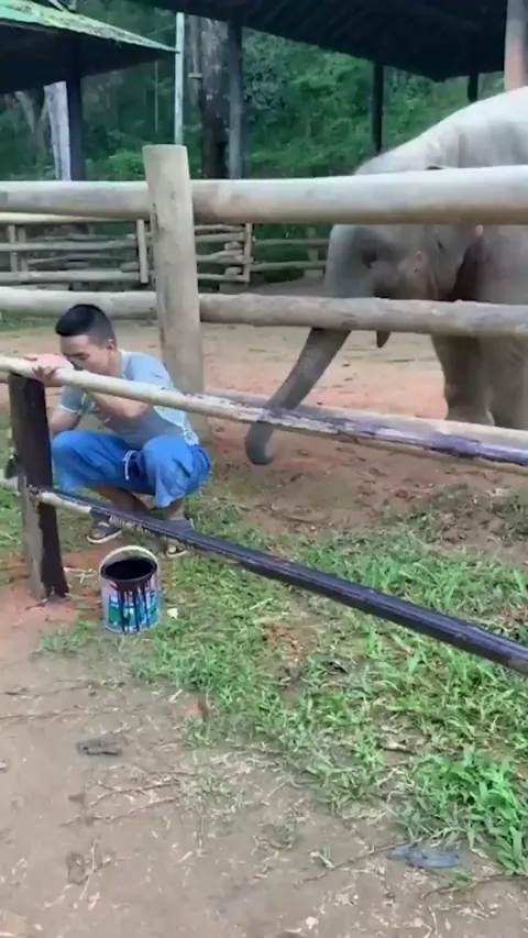 Baby Elephant pokes a guy for attention