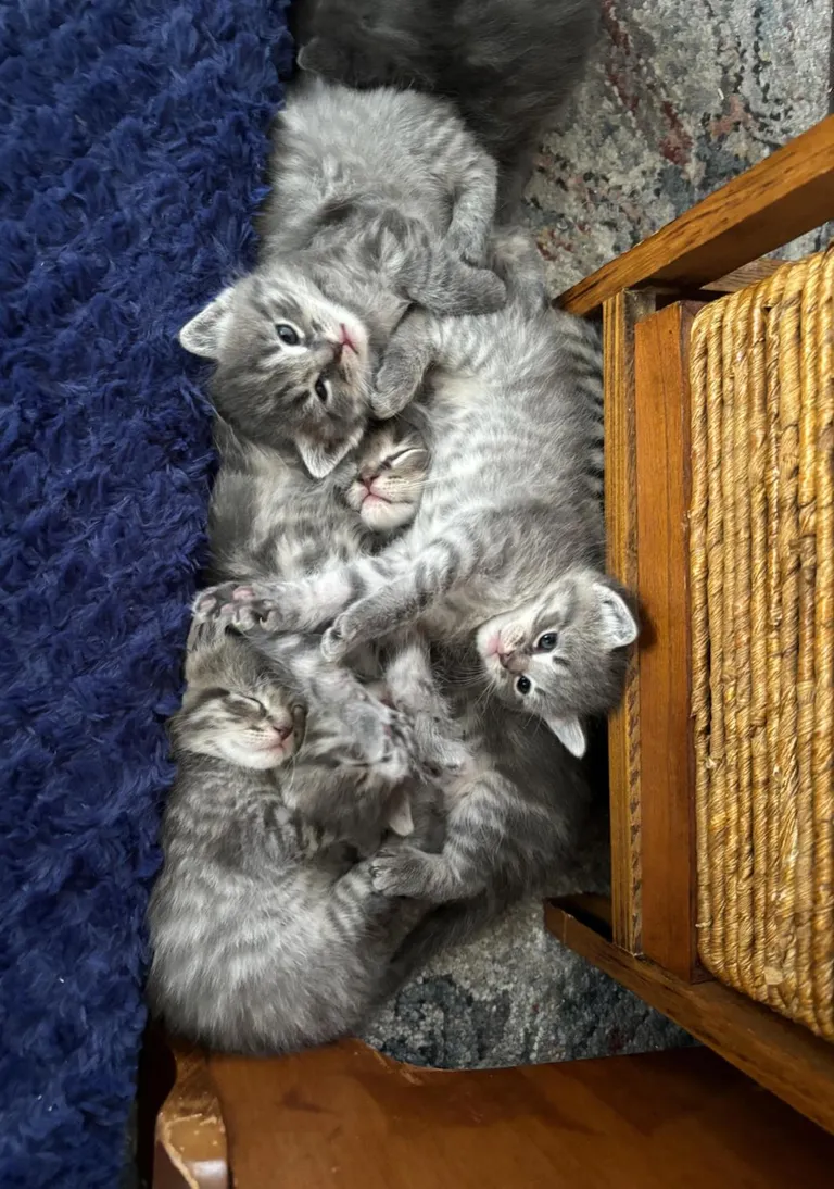 Finally got all my kittens in one picture.