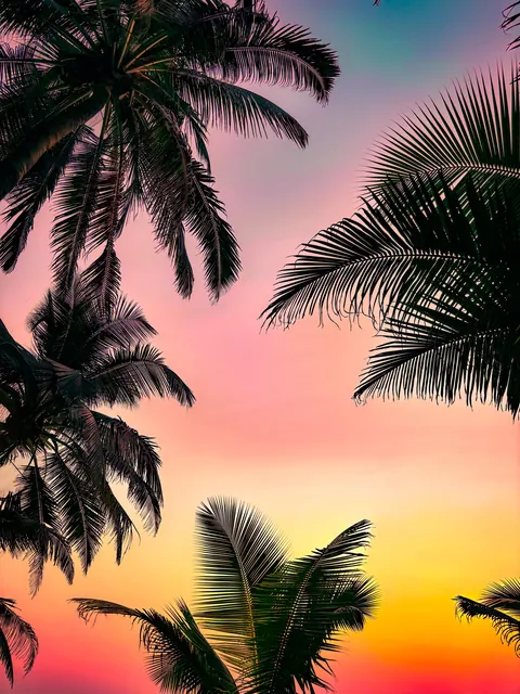 ITAP of coconut leaves during sunset