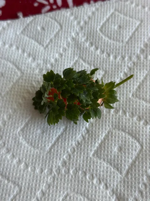 Vivipary strawberry!