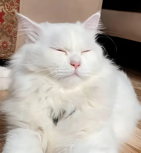 My tiny comfort creature