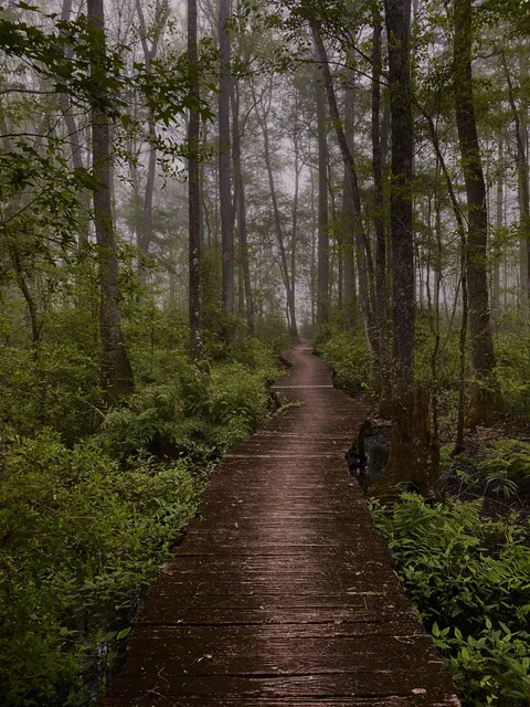 This old boardwalk snaking through a swamp on a foggy day