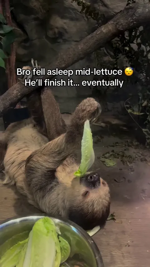 Falling asleep mid eating is mental but relatable