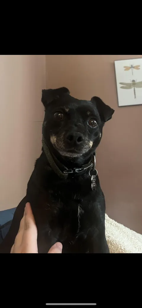 Patcha the smiling pup says hallo!! 