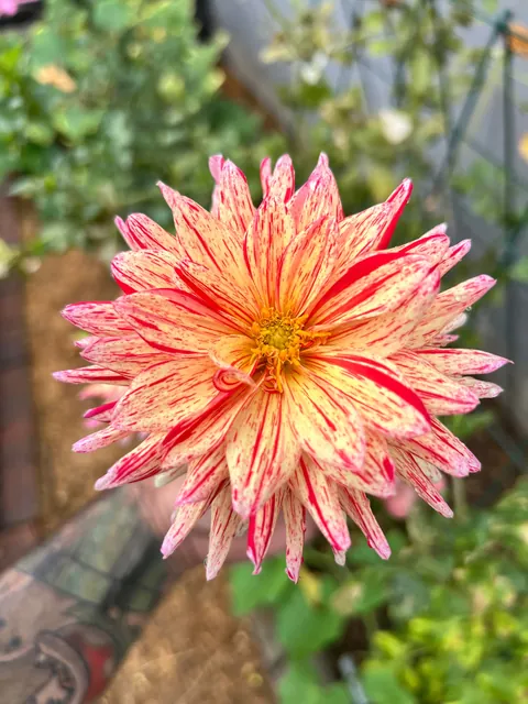 Some flowers I grew from seed this year 💐