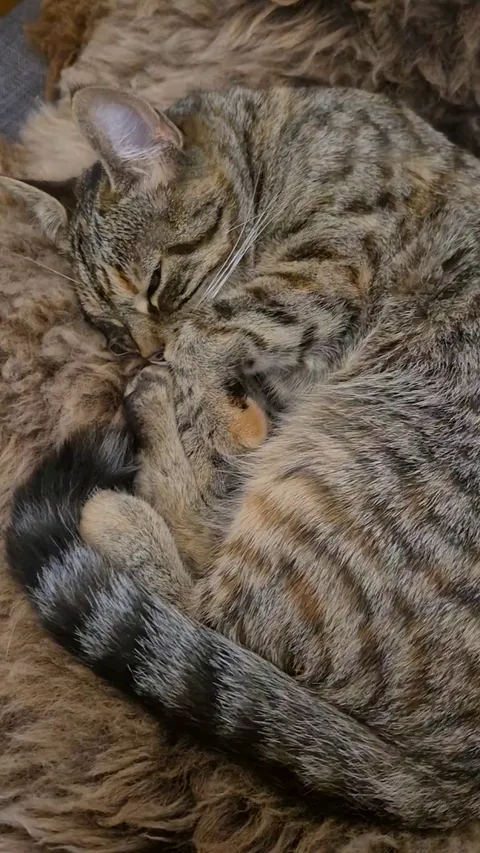 When they open up for belly rubs 🥹 one of the best feelings in the world