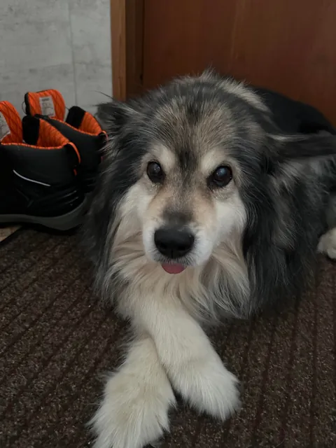 Our soon to be 14 year old ❤️