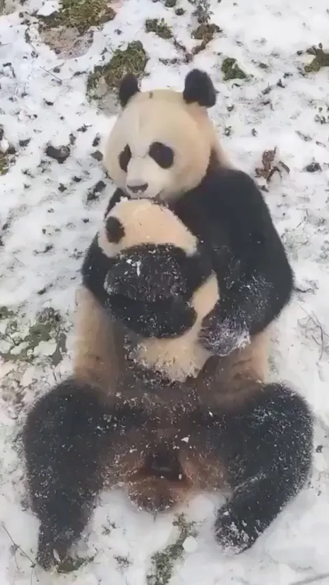 Mothers are same for every living being ❤️💫