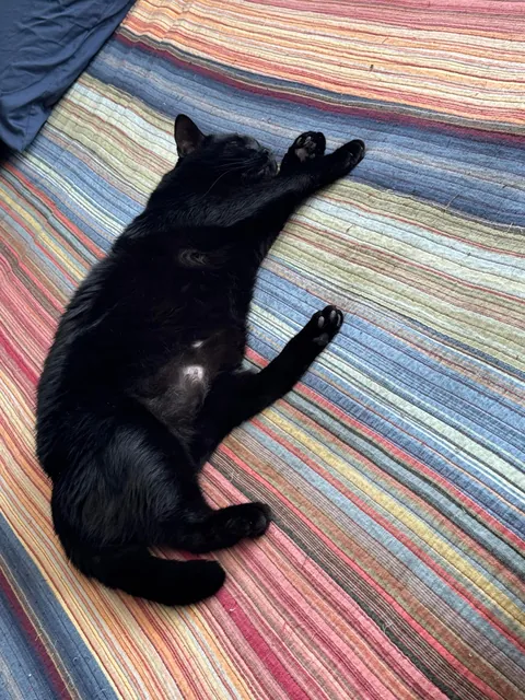 Show me your derpy cat pics