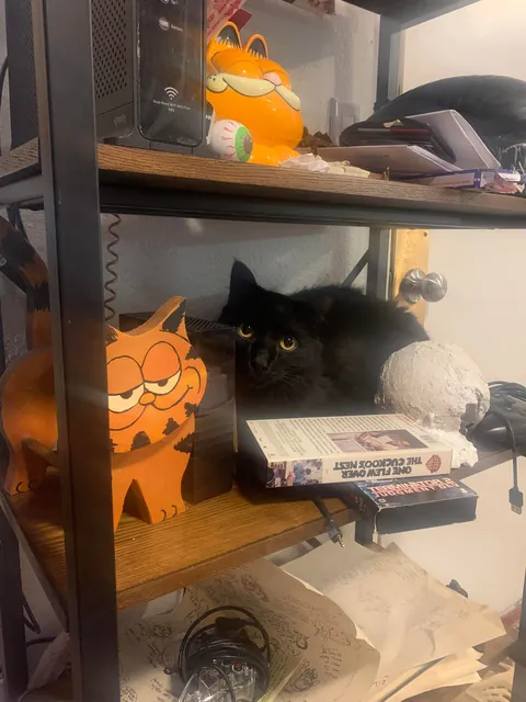 My indoor cat (Ghost) disappeared last night