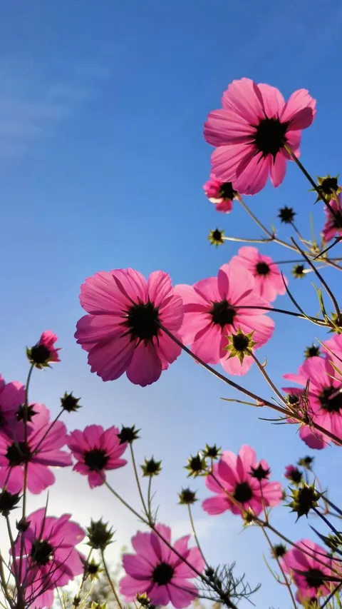 Cosmos pretending that it isn't November...