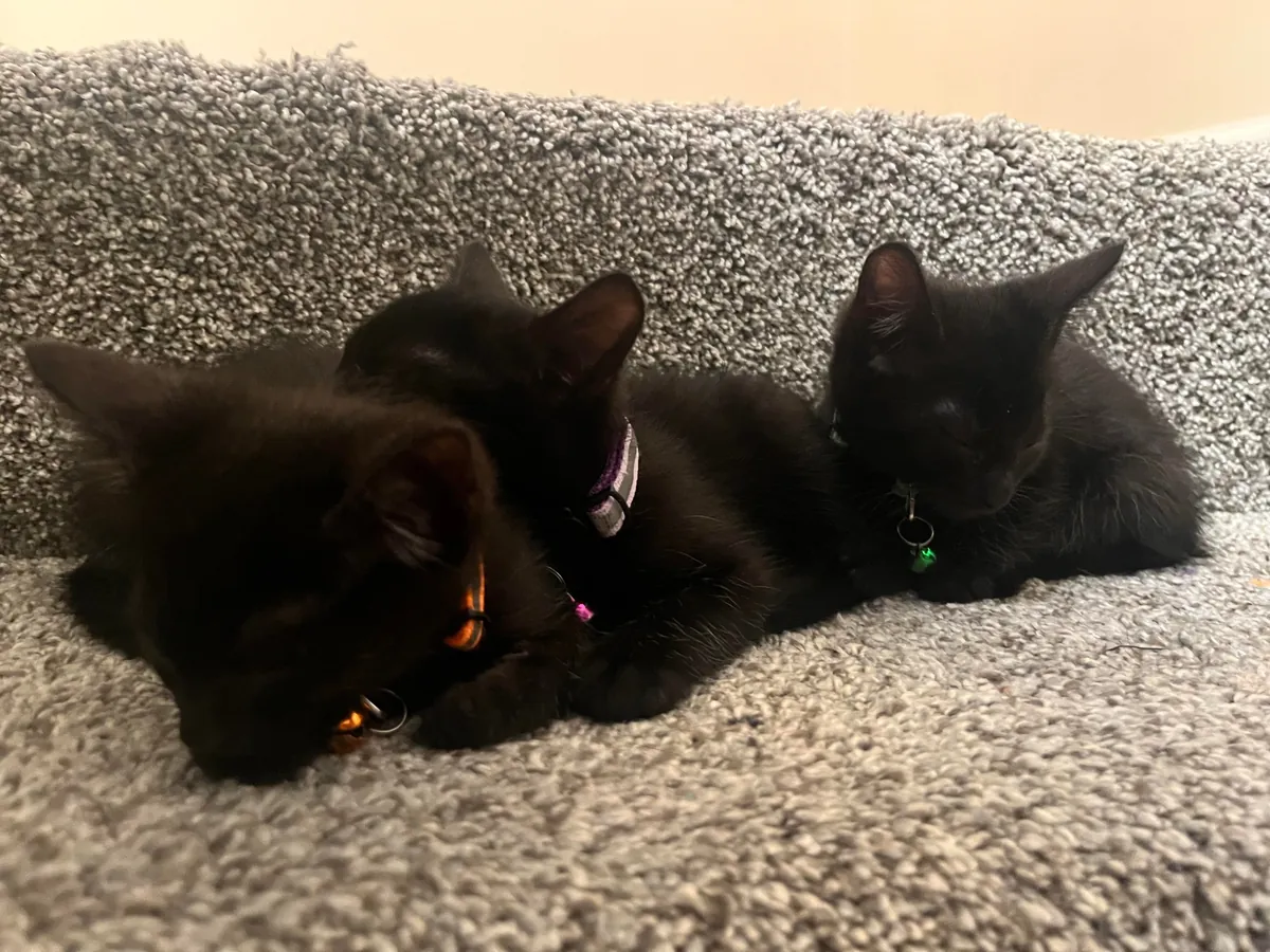 1 year ago I took in a mama and her voidlings to “foster”