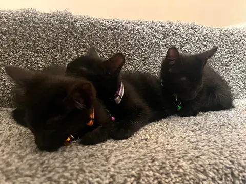 1 year ago I took in a mama and her voidlings to “foster”