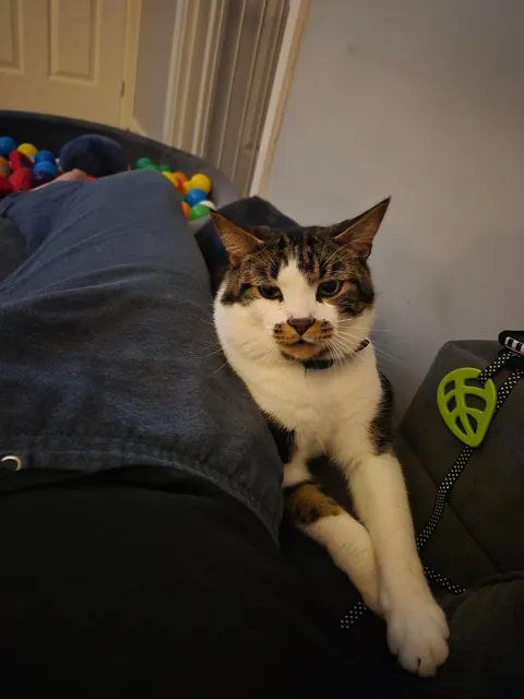 My very non-cuddle cat decided to lay by me, so then I tried to stroke him