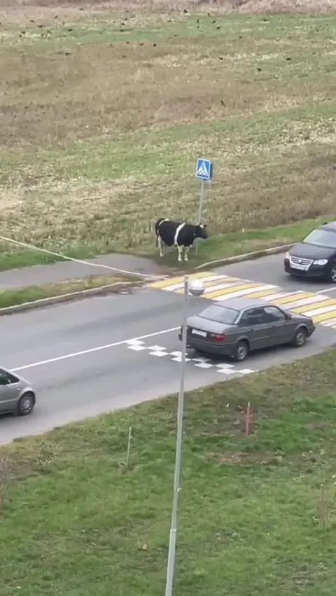 This person helps a cow cross the road.